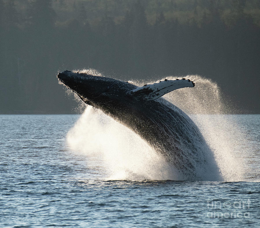 The Majestic Humpback Whale Breaching 2 Photograph By Bob Christopher