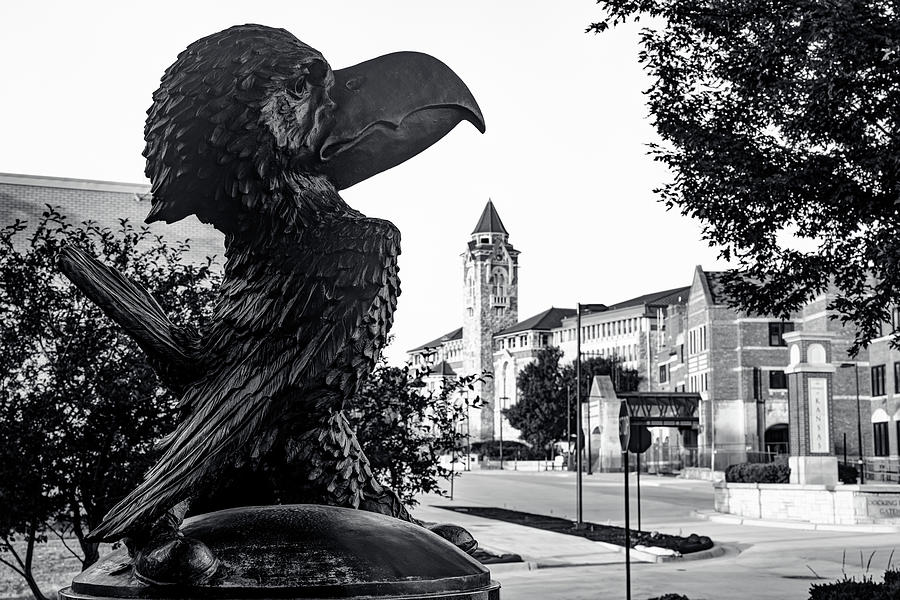 The Majestic Jayhawk - A Monochromatic Ode To The KU Iconic Mascot And Heritage Photograph by Gregory Ballos