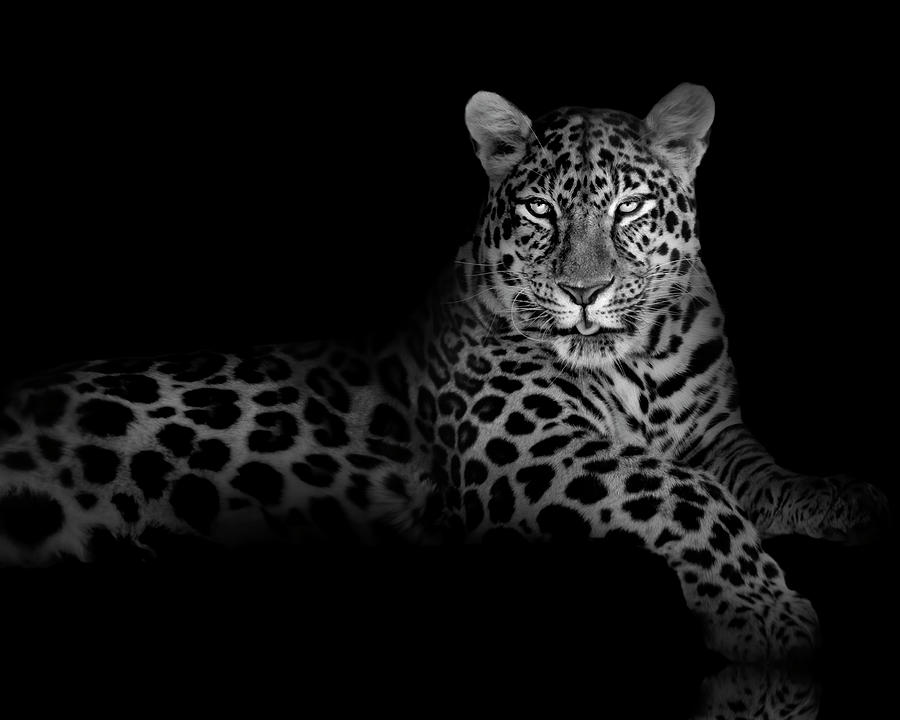 The Majestic Leopard Photograph by Mark Andrew Thomas