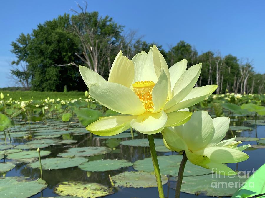 The Majestic Lotus Flower  Photograph by Charlene Adler