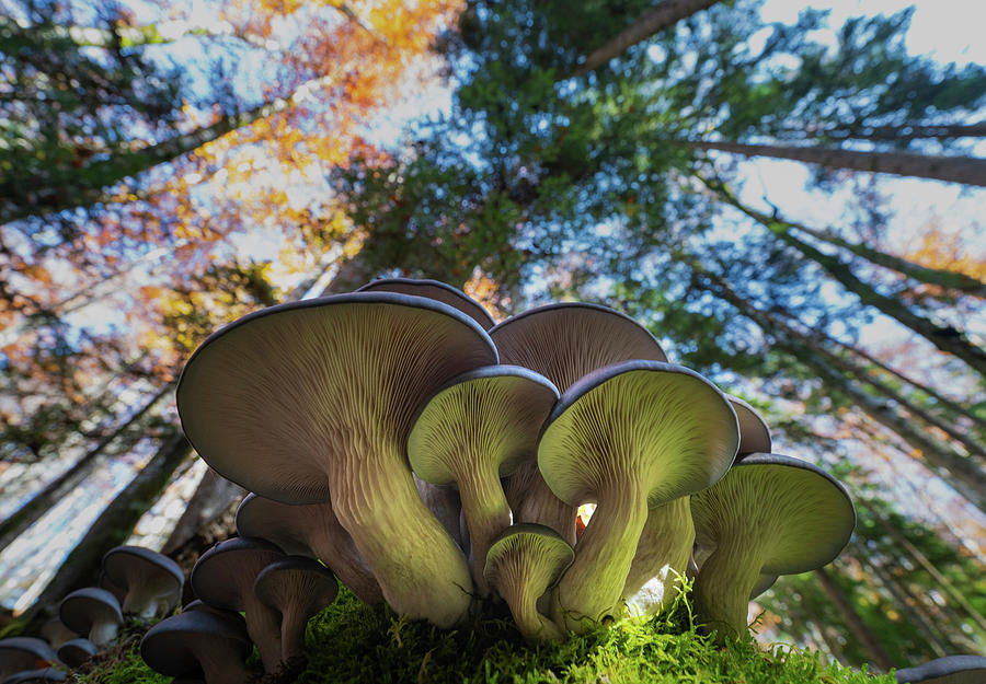 The majestic mushrooms Photograph by Cosmin Stan