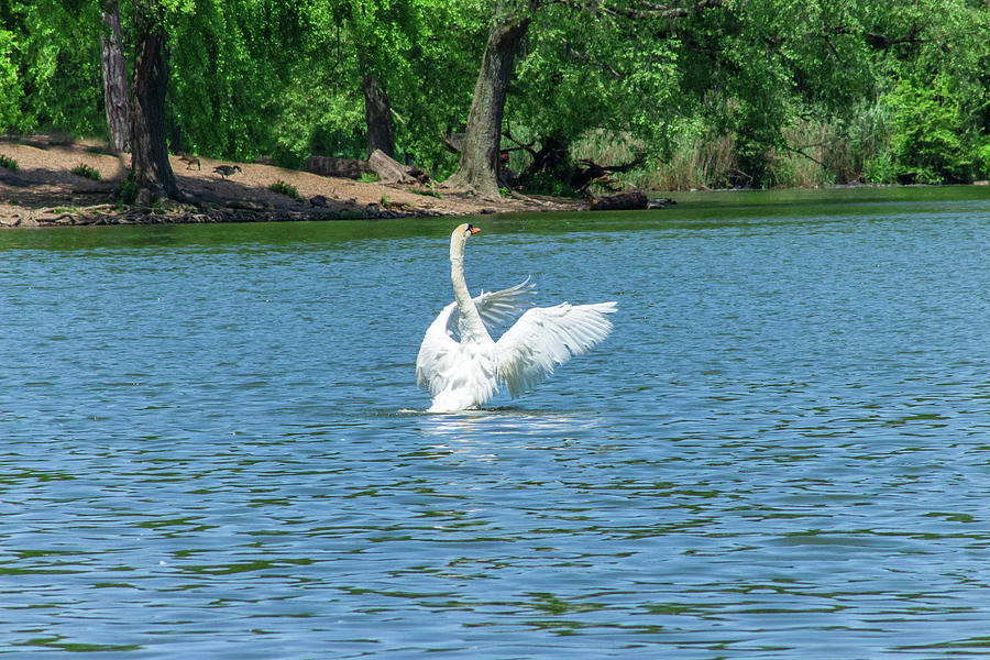 The Majestic Swan Photograph by Auden Johnson
