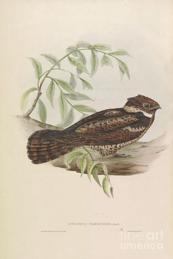 The Malaysian eared nightjar Lyncornis temminckii  Drawing by Historic Illustrations