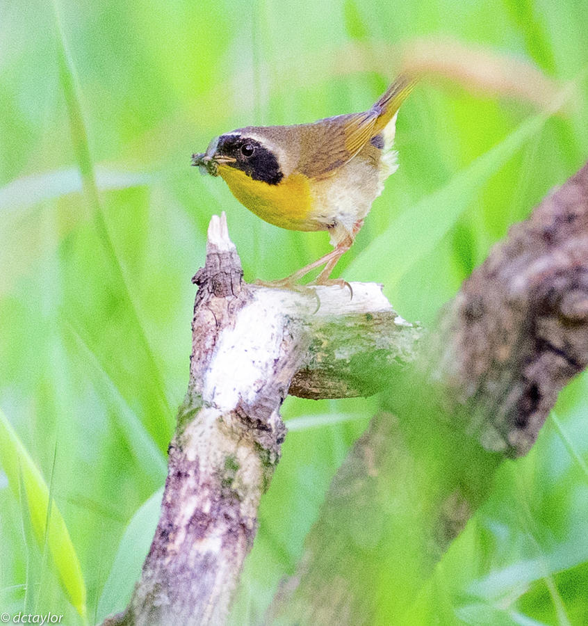 The Male Common Yellowthroat Photograph by David Taylor