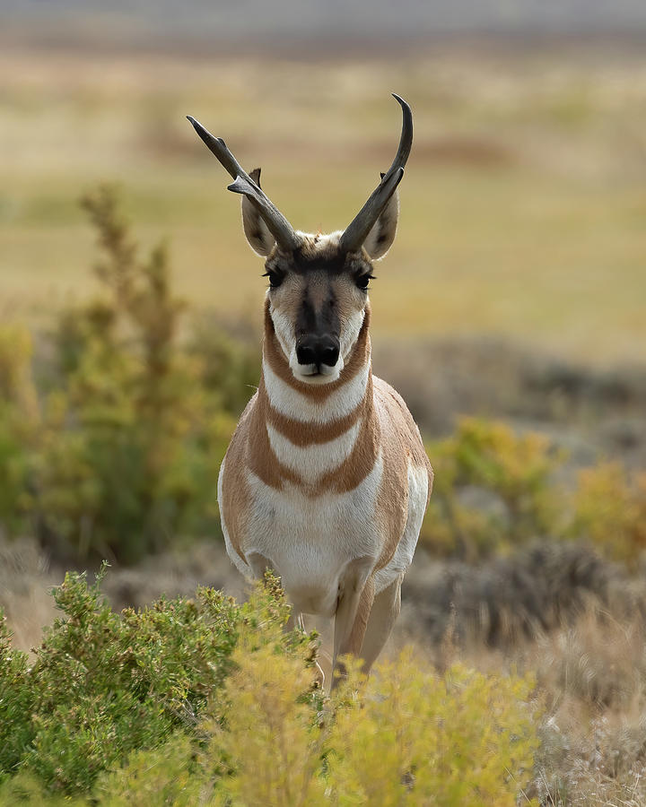 The Male Ringneck Pronghorn Photograph by Vicki Stansbury