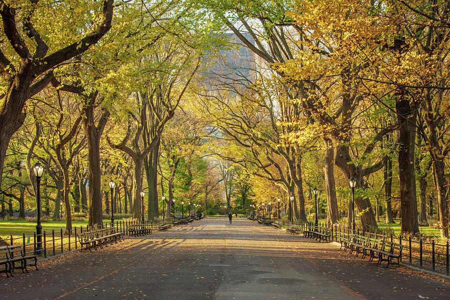Central Park Photograph - The Mall at Central Park  by Emmanuel Panagiotakis
