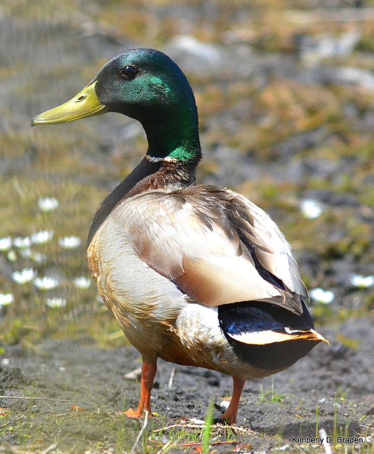 The Mallard Photograph by Kimberly Braden - Pixels