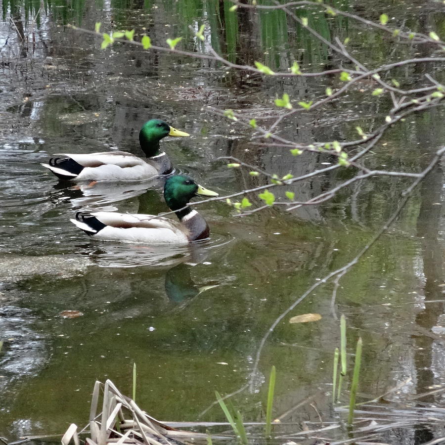 The Mallards Photograph by Catherine Arcolio