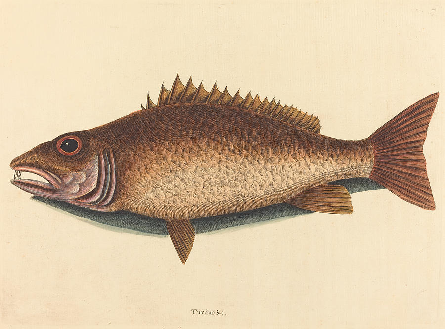 The Mangrove Snapper, Labrus griseus Drawing by Mark Catesby