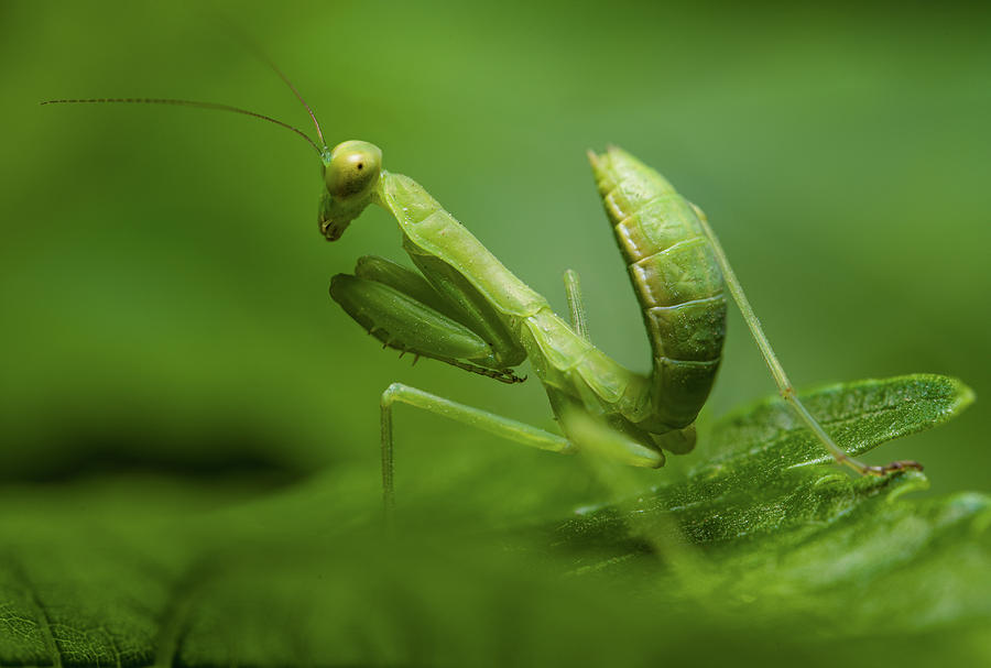The Praying Mantis Nymph Photograph