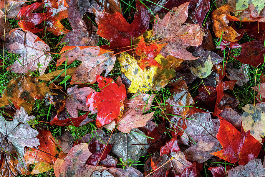 The Many Colors of Autumn Photograph by Dan Carmichael
