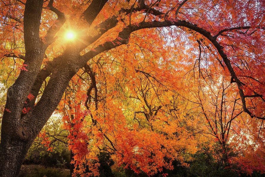 The Many Shades Of Autumn  Photograph by Saija Lehtonen