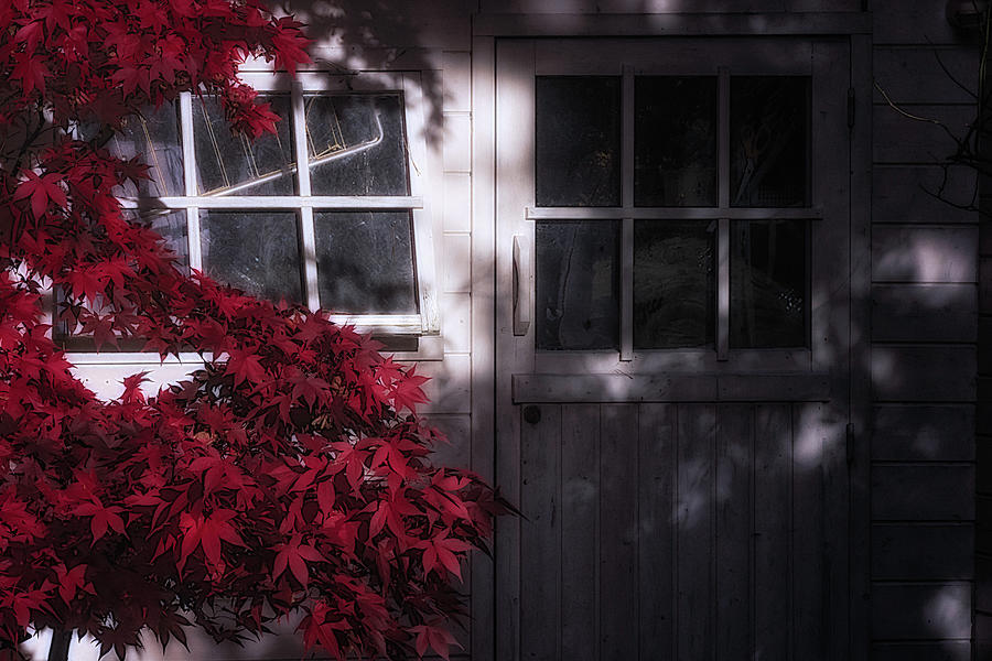 The maple by the shed Photograph by Wolfgang Stocker
