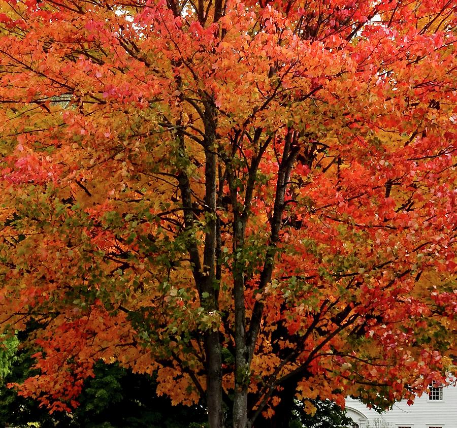 The Maple Photograph by Catherine Arcolio