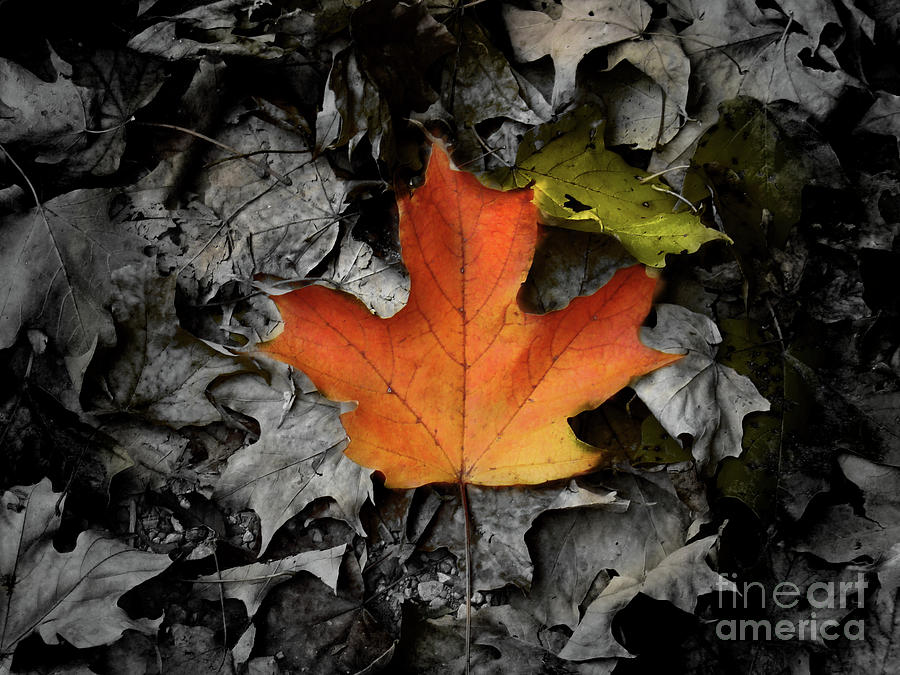 The Maple Leaf, Canadas Symbol Photograph by Al Bourassa