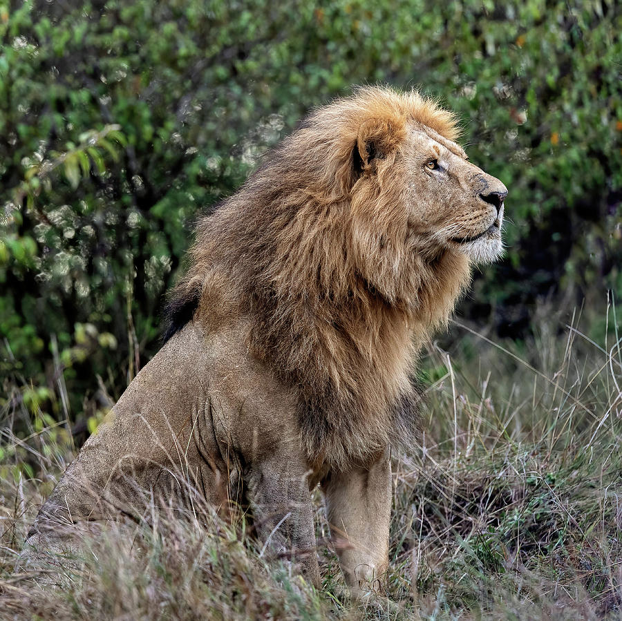 The Mara King Photograph by Rand Ningali
