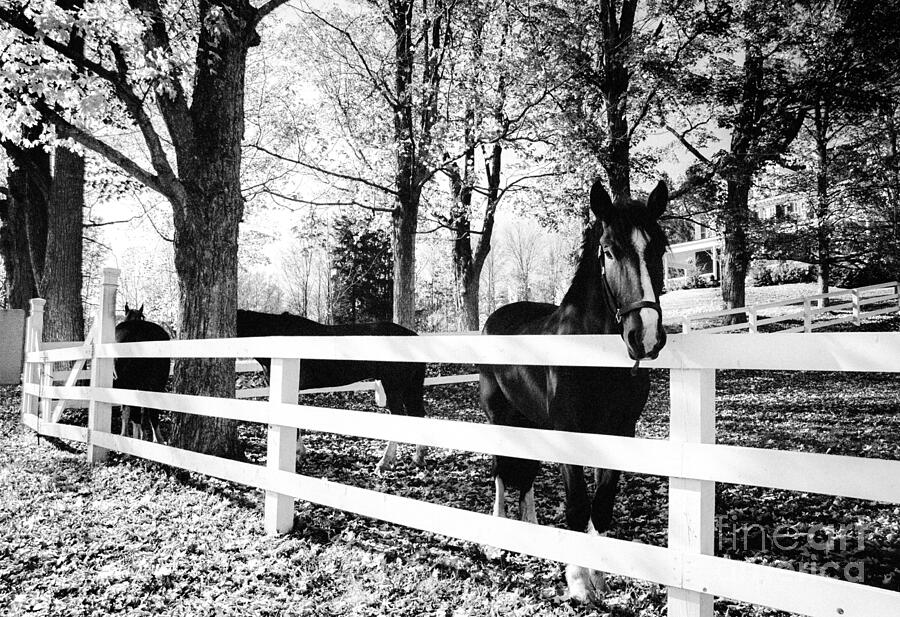 The mare of Old River Road Photograph by Michael McCormack