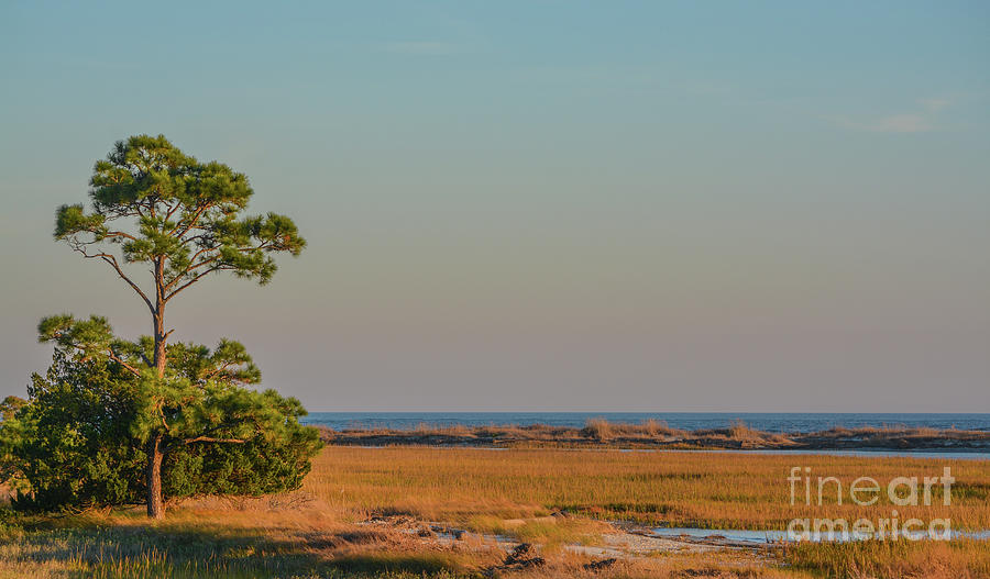 The Marsh In Hunting Island State Park. On The Atlantic Ocean, Hunting Island, Beaufort County, Sout Photograph