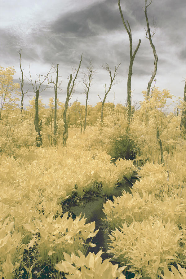 The Marsh in Yellow Photograph by Leah Palmer