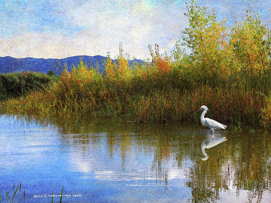 Egret Photograph - The Marsh Snowy Egret by Christopher Vest