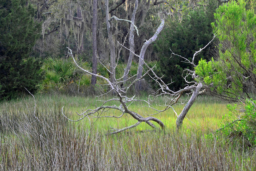 The Marsh Tree that Could Photograph by Bruce Gourley
