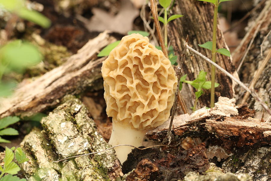 The Marvelous Morel  Photograph by Sheila Brown
