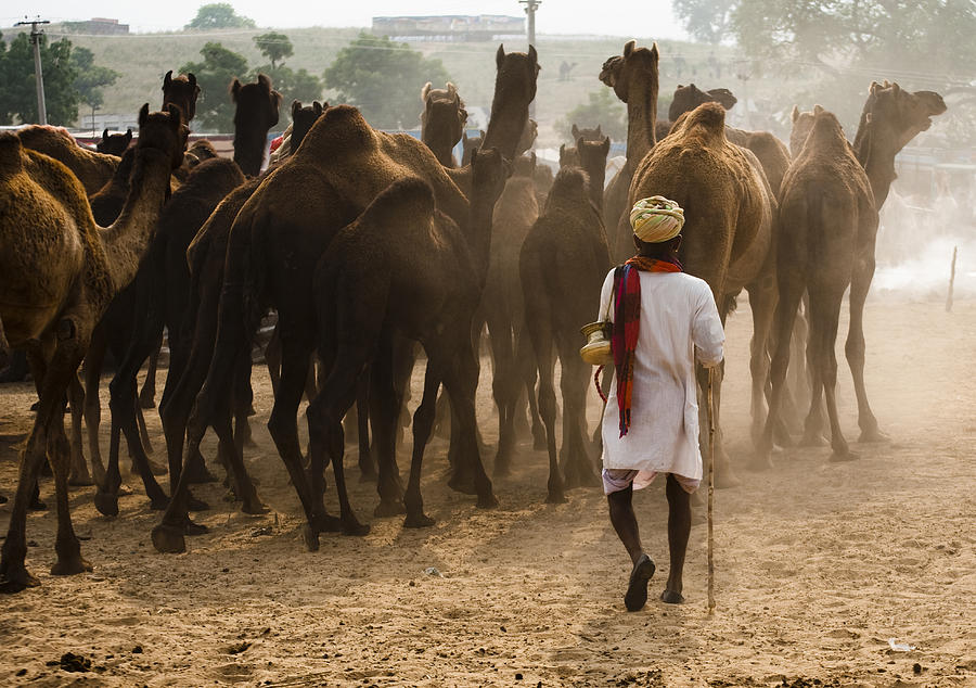 The master with his camels Photograph by Tapasbiswasphotography