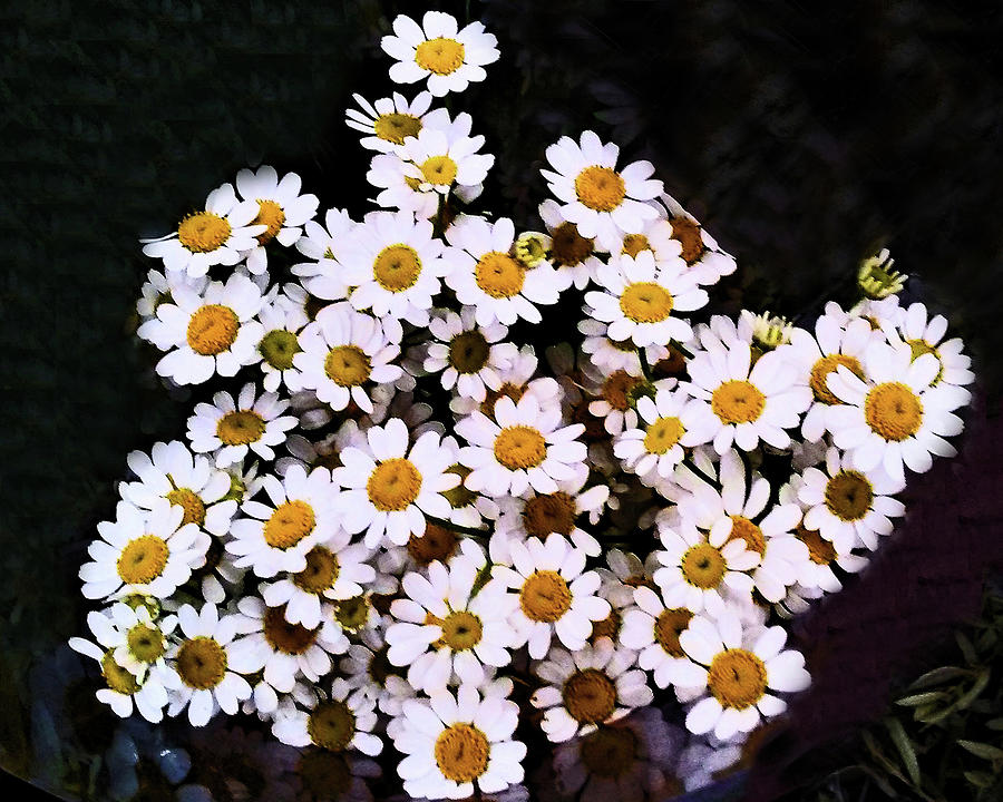 The Matricaria Daisy Photograph by Andrew Lawrence