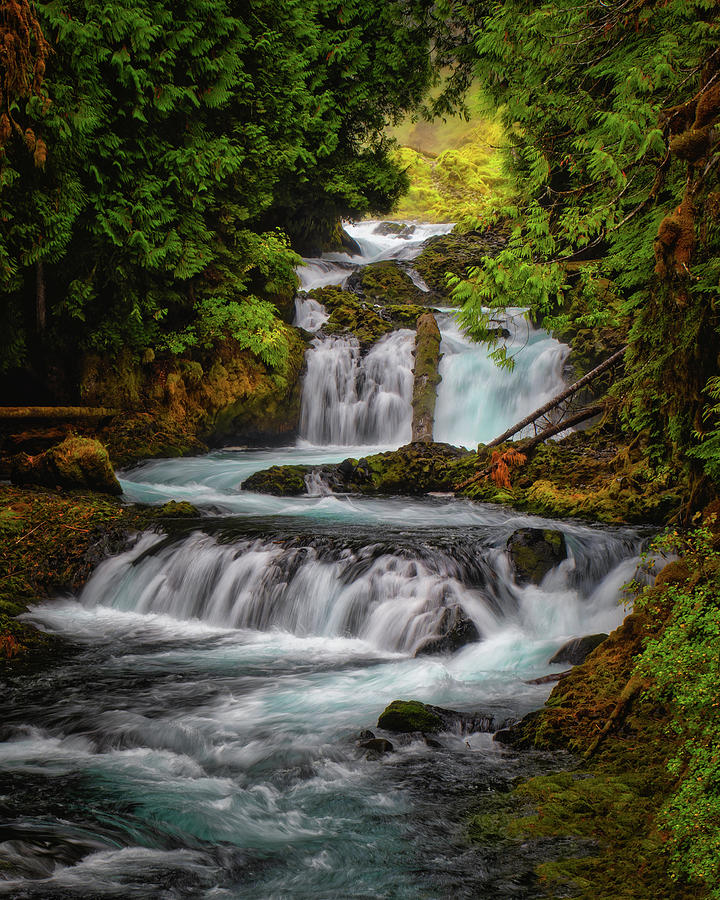 Tree Photograph - The McKenzie River 1 by Thomas Hall