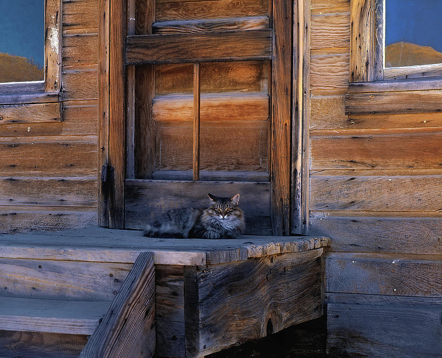 The McMillan Cat Photograph by Paul Breitkreuz