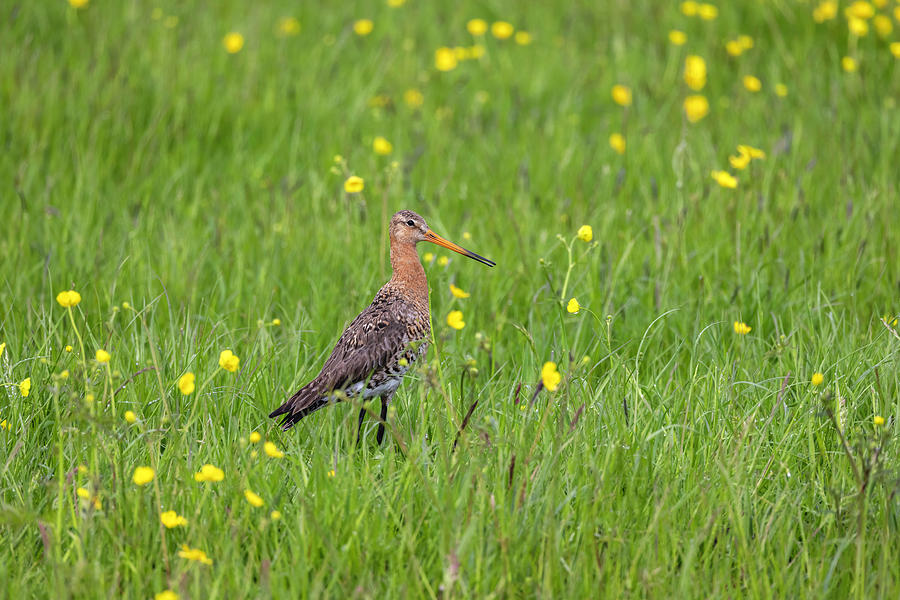 The Meadow Bird The Godwit Photograph by MPhotographer