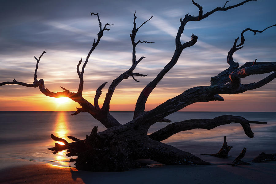 The Melissa Tree Sunrise Photograph by Deborah Scannell