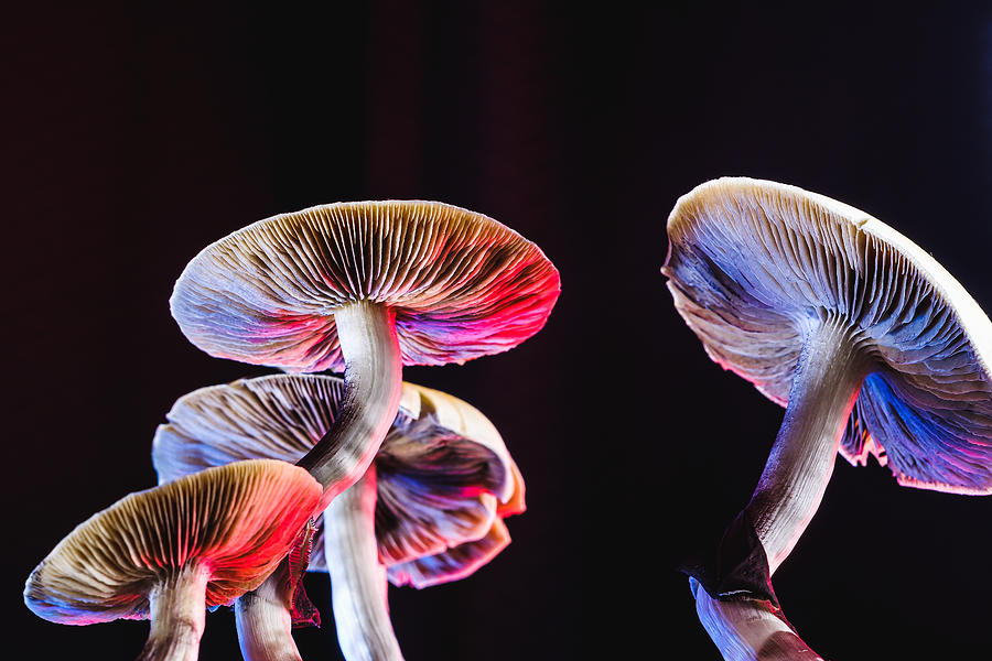 The Mexican magic mushroom is a psilocybe cubensis, whose main active elements are psilocybin and psilocin - Mexican Psilocybe Cubensis. An adult mushroom raining spores Photograph by Alexander_Volkov