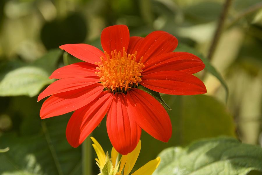 The Mexican Sunflower Photograph by Jennifer Broadstreet Hess - Fine ...