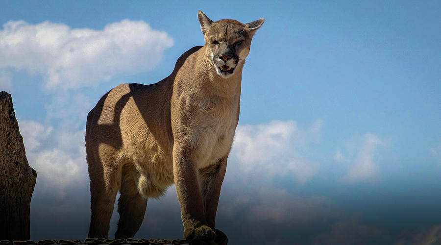 The Mighty Mountain Lion Photograph by Laura Putman