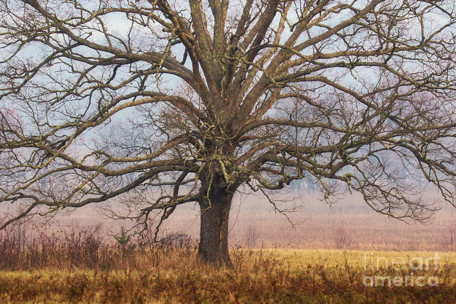 Oak Photograph - The Mighty Oak by Geraldine DeBoer