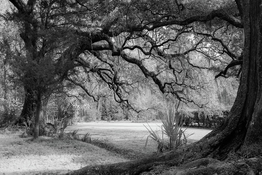 The Mighty Oaks 2 bw Photograph by Dimitry Papkov