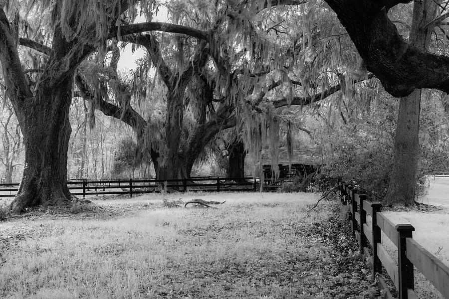 The Mighty Oaks 6 BW Photograph by Dimitry Papkov
