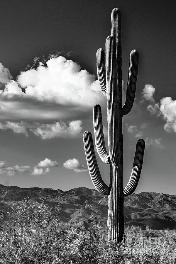 The Mighty Saguaro - Black and White Photograph by Bob Martin - Fine ...