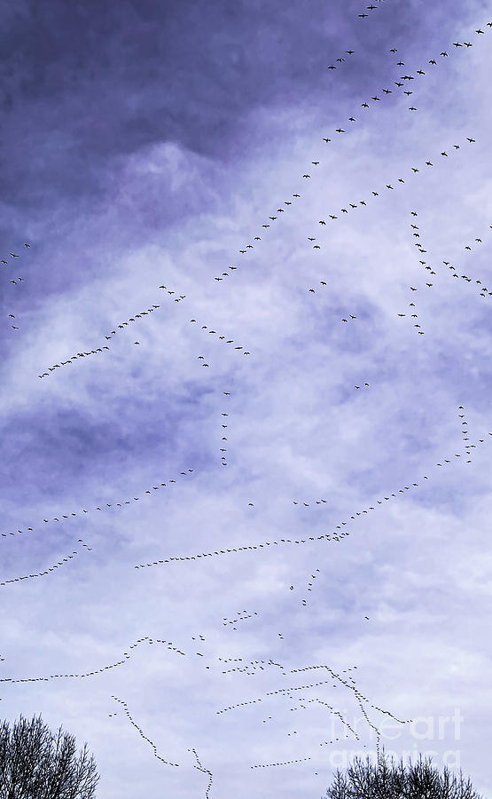 Bird Photograph - The Migration  by William Norton