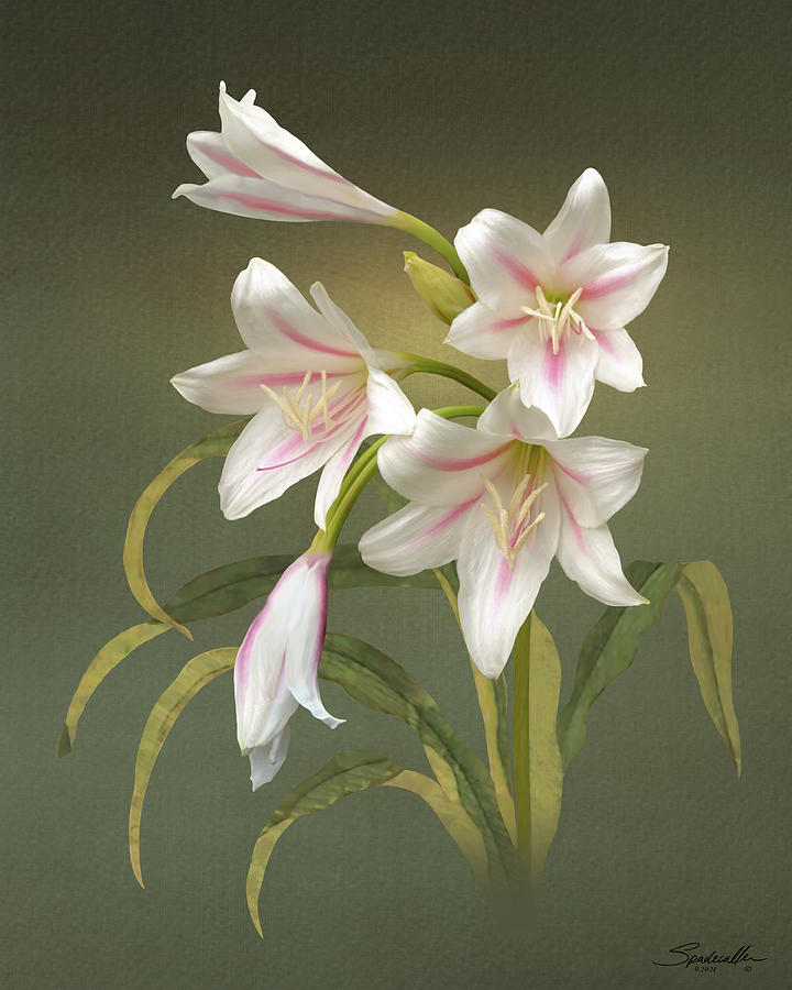 The Milk and Wine Lily Digital Art by M Spadecaller