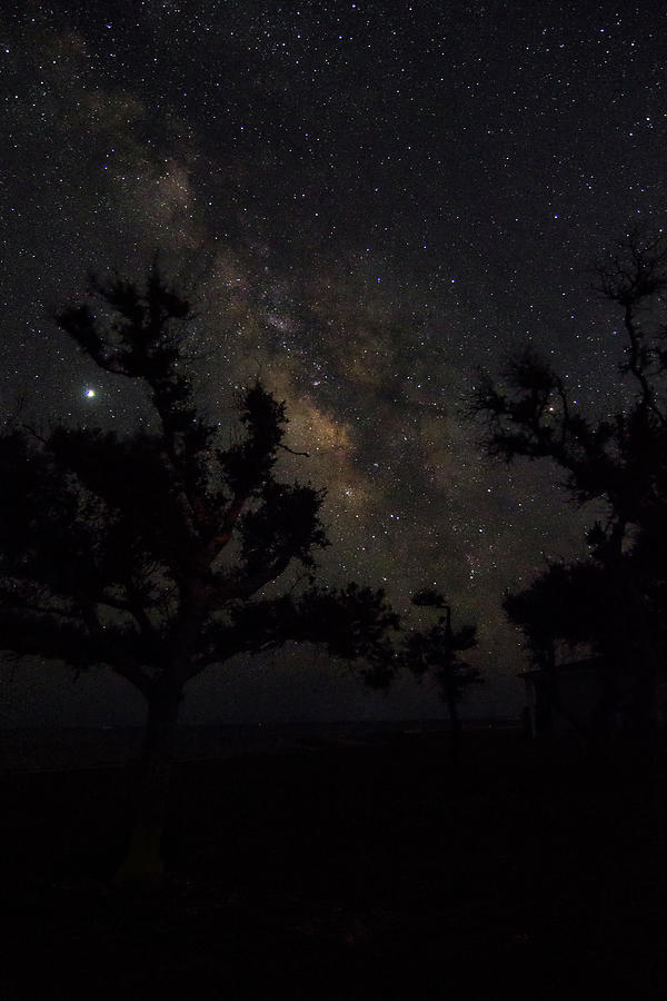 The Milky Way and Tree Silhouettes Photograph by Bob Decker