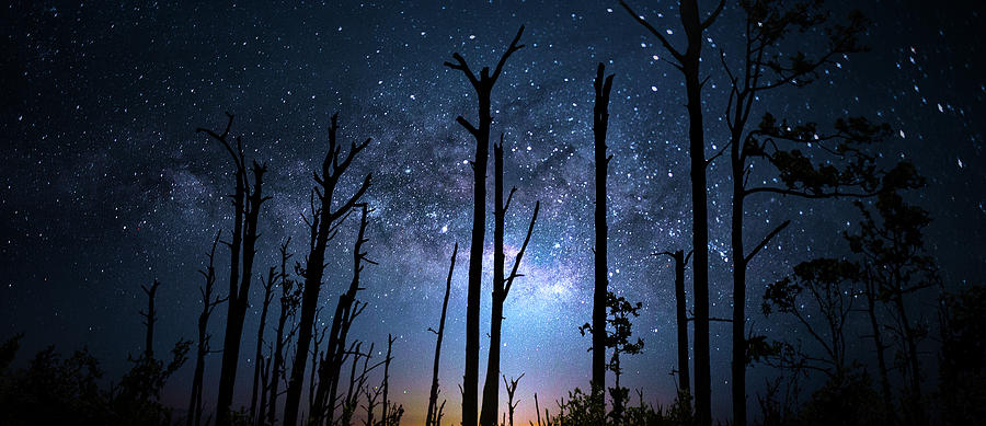 The Milky Way Forest Photograph by Mark Andrew Thomas