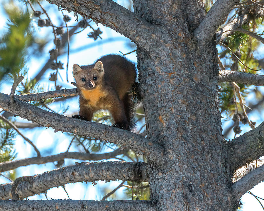 The Mischievous Marten Photograph by Yeates Photography