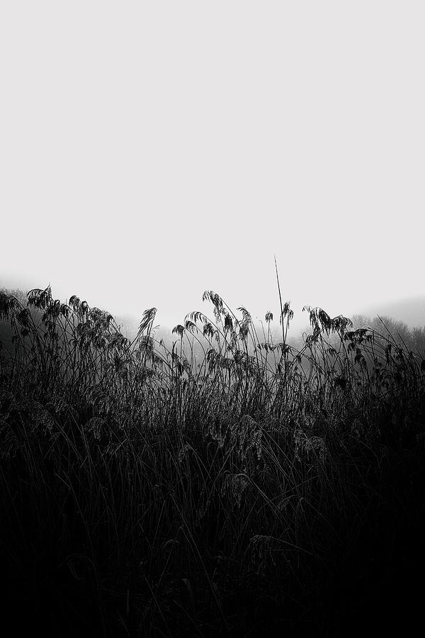 The Mist 2 Photograph by Jaroslav Buna