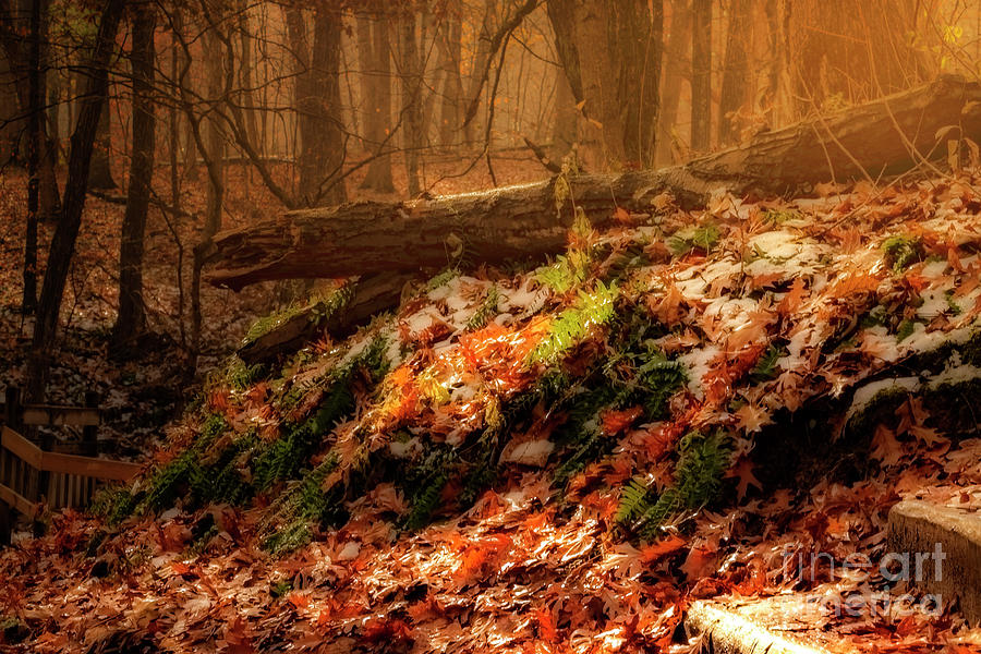The Mist on the Forest Floor Photograph by Sandra Js