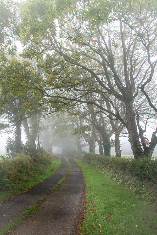 The Misty Hedges Photograph by Mark Callanan
