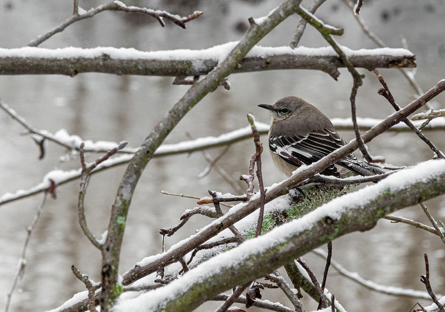 The Mockingbird Photograph by Jamie Tyler