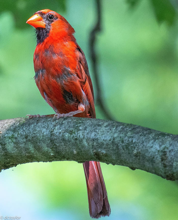The Molting Male Cardinal Photograph by David Taylor