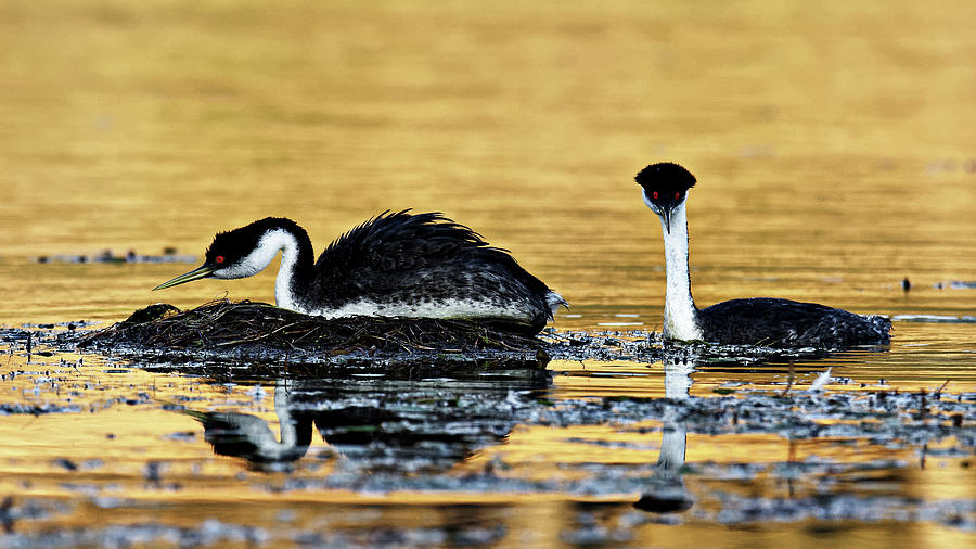 The Moment of Anticipation -- Male and Female Western Grebes at Santa Margarita Lake, California Photograph by Darin Volpe